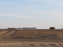 Camel caravan near Erg Chebbi